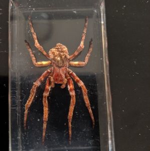 Resin Real Spider